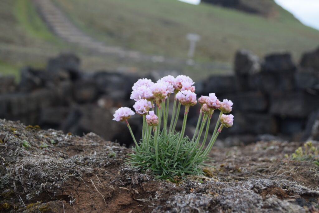 アイスランドの花２