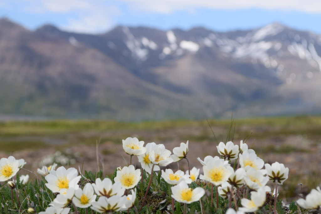 アイスランドの花